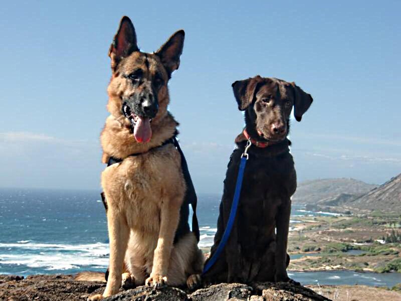 Two Dogs on Cliff