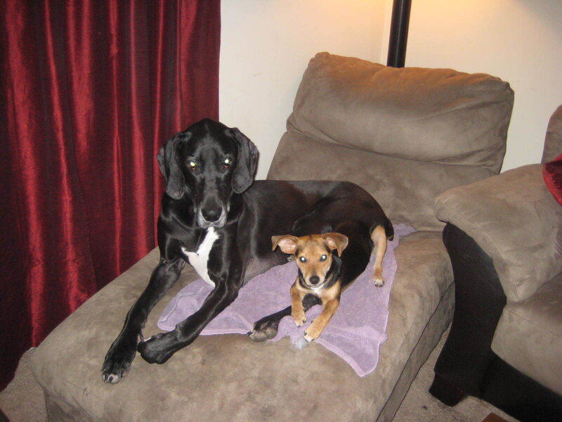 Two Dogs on Couch — Brown, Calm, Photograph