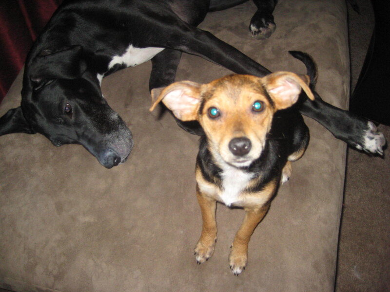 Two Dogs on Couch — Brown, Calm