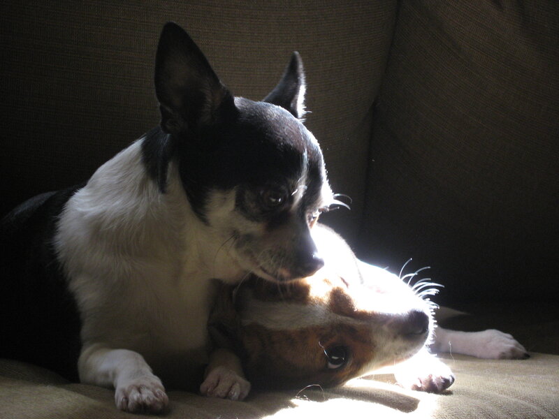 Two Dogs on Couch — Brown, Dramatic