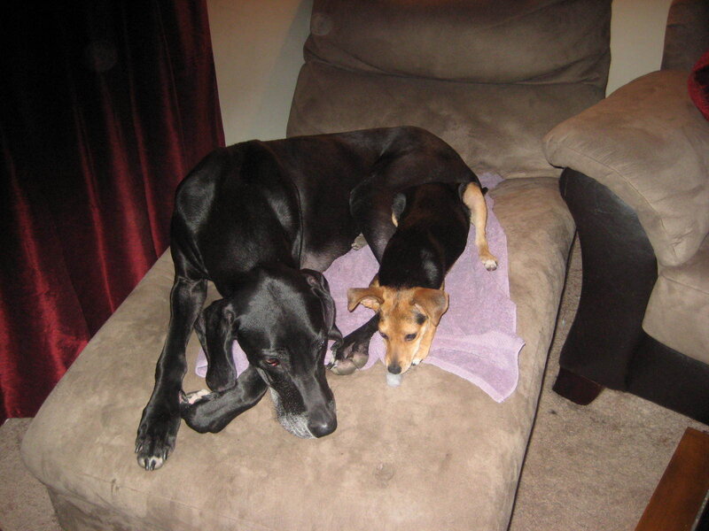 Two Dogs on Couch — Brown