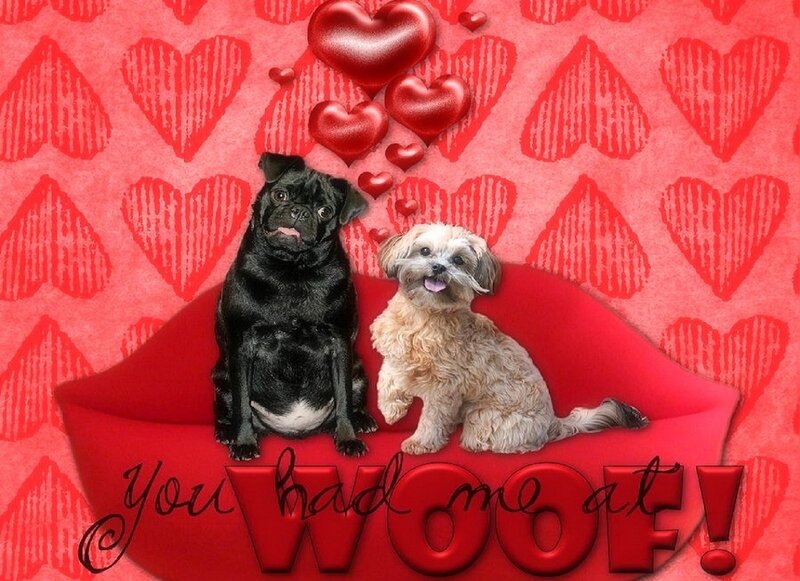 Two Dogs on Couch — Red