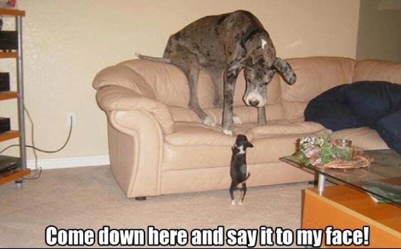 Two Dogs on Couch