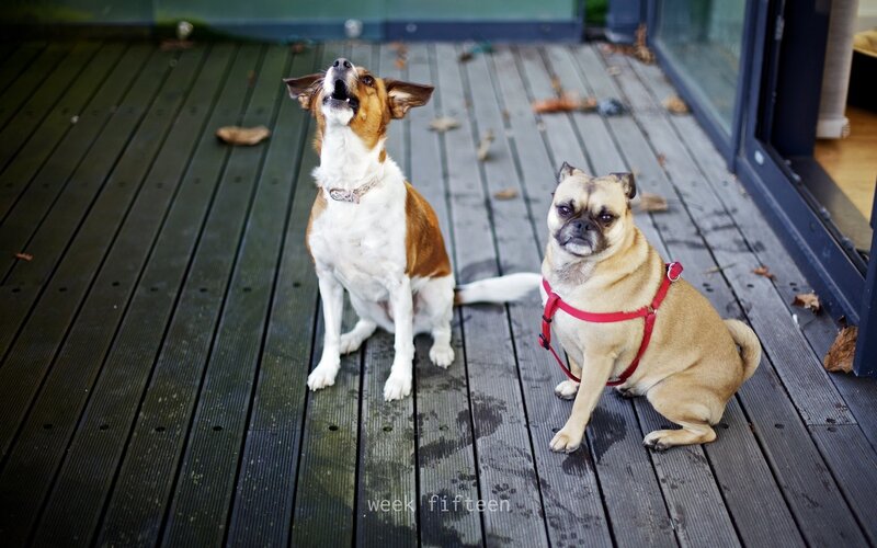 Two Dogs on Deck — Brown, Calm, Autumn