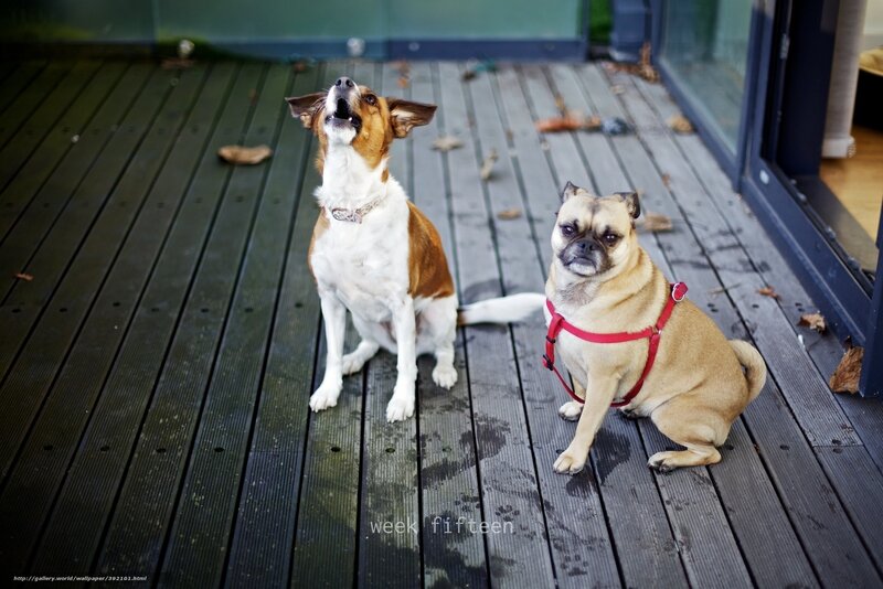 Two Dogs on Deck — Brown