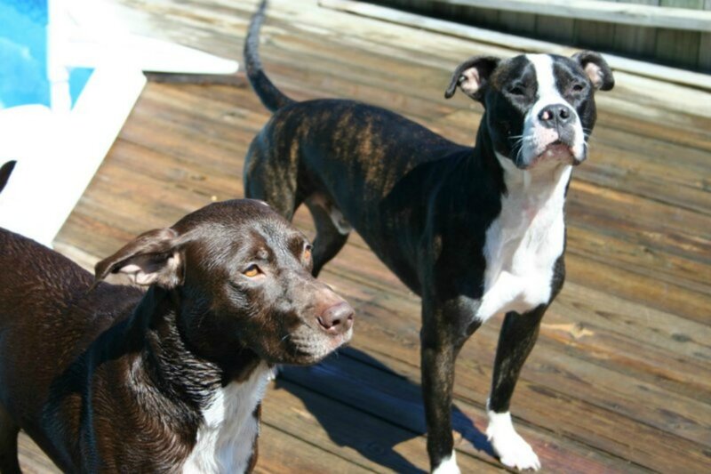 Two Dogs on Deck