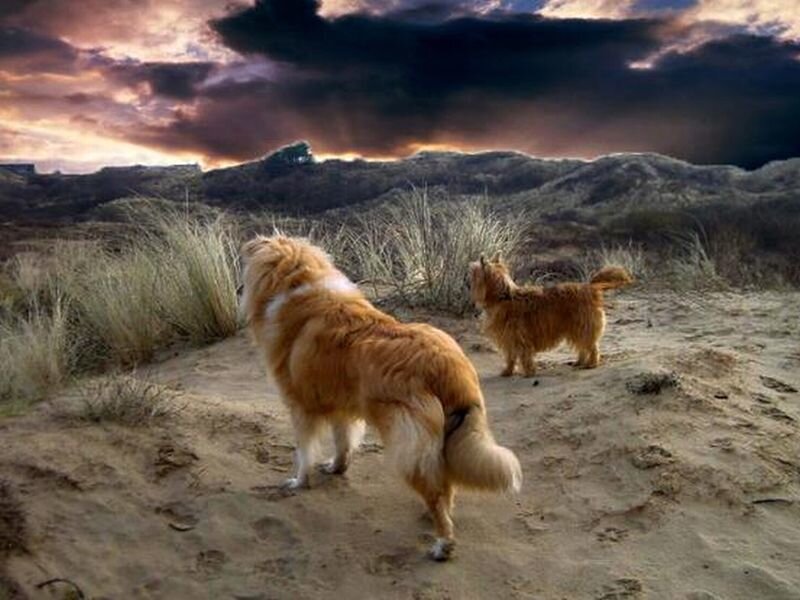 Two Dogs on Dunes