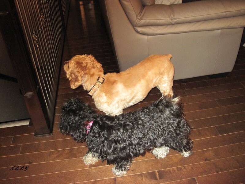 Two Dogs on Floor