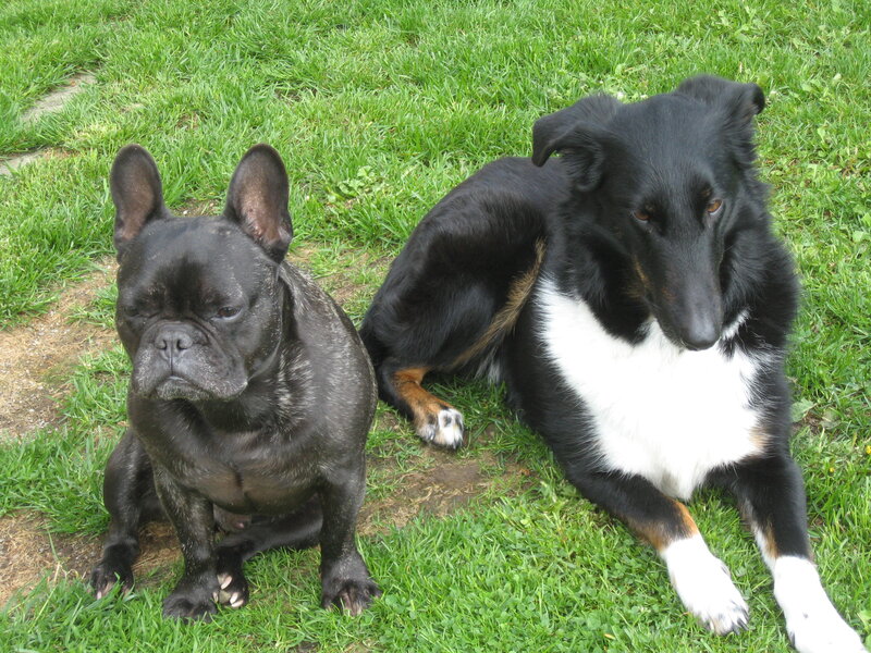 Two Dogs on Grass — Green, Calm, Afternoon, Photograph, Dog