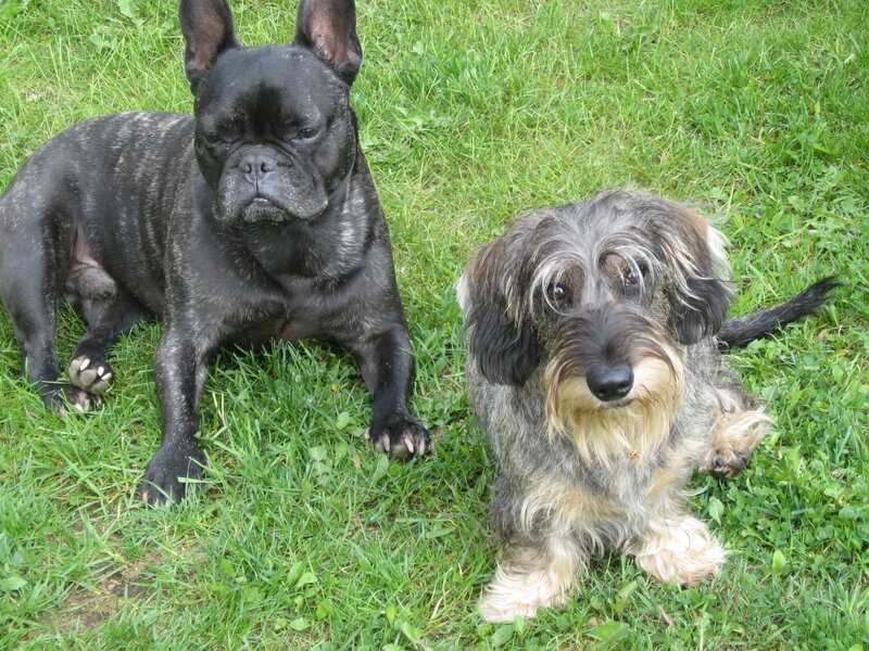 Two Dogs on Grass — Green, Calm, Afternoon