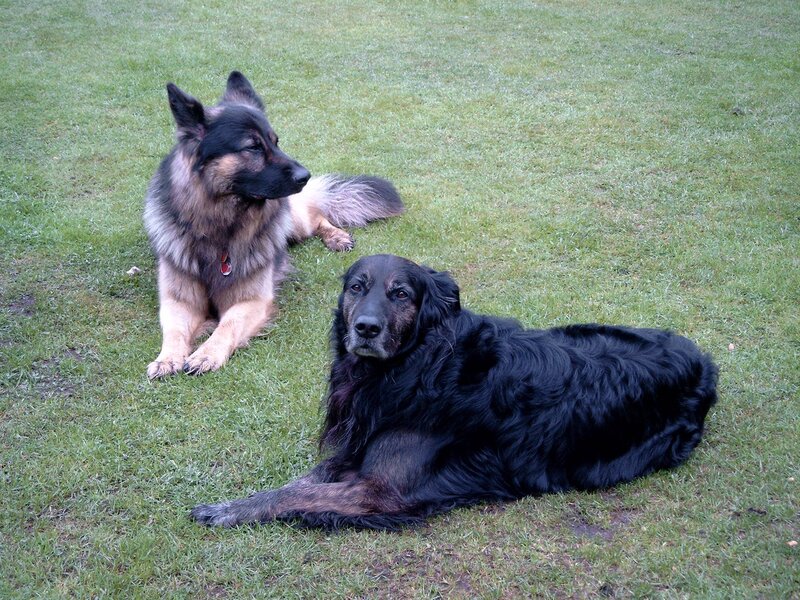 Two Dogs on Grass — Green, Calm, Photograph