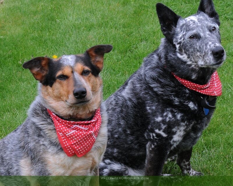 Two Dogs on Grass — Green, Calm