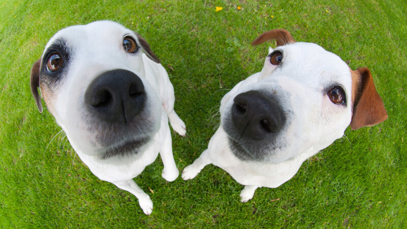 Two Dogs on Grass — Green, Curious, Afternoon