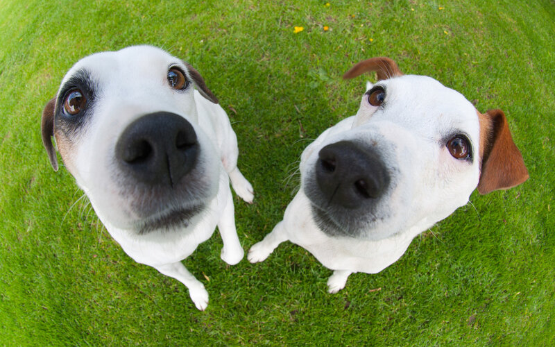 Two Dogs on Grass — Green, Curious