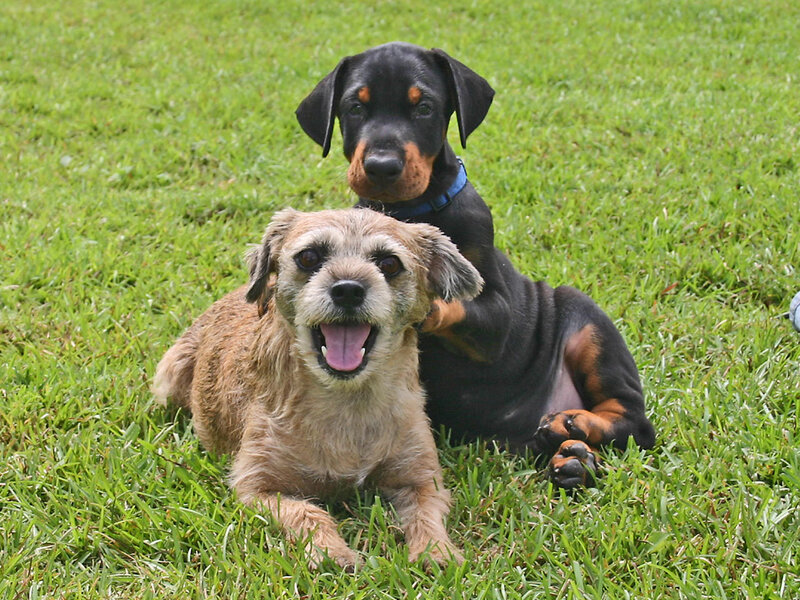 Two Dogs on Grass — Green, Playful