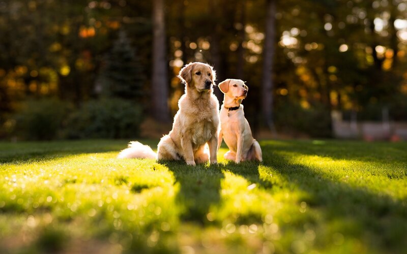 Two Dogs on Grass — Green, Serene
