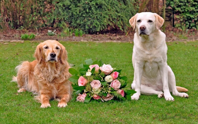 Two Dogs on Grass — Green