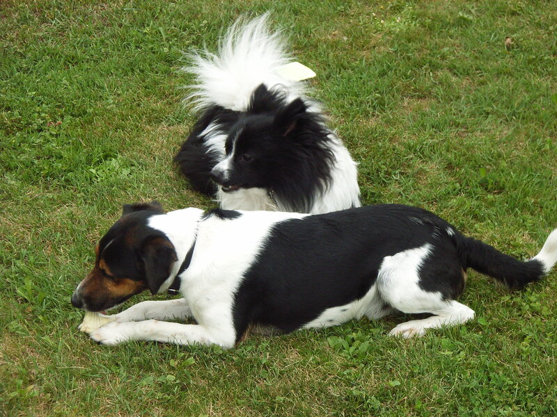 Two dogs on grass