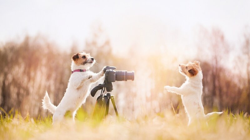 Two Dogs on Hind Legs