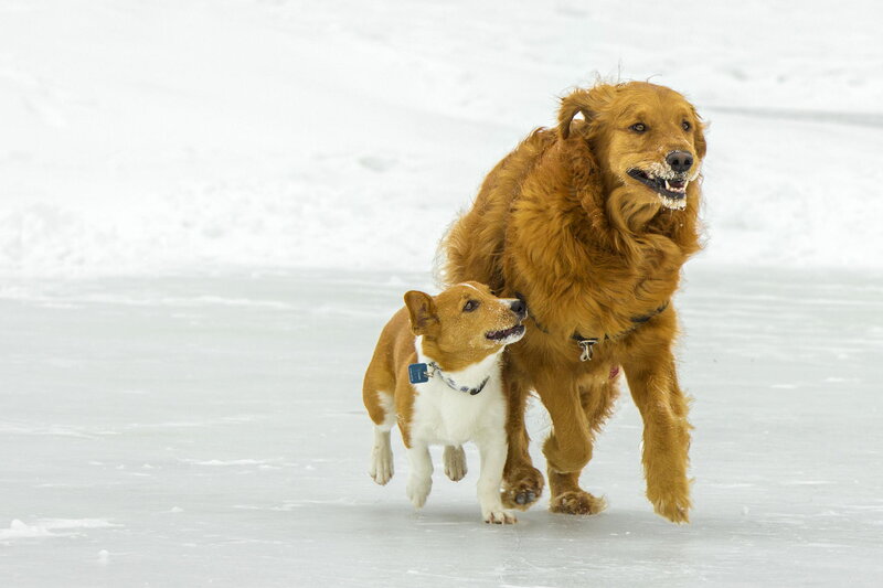 Two Dogs on Ice