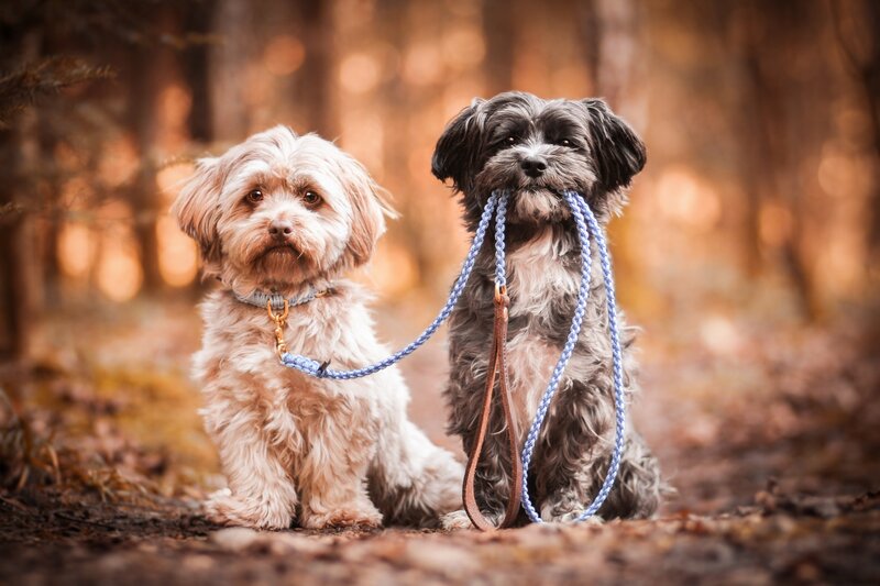 Two Dogs on Leash