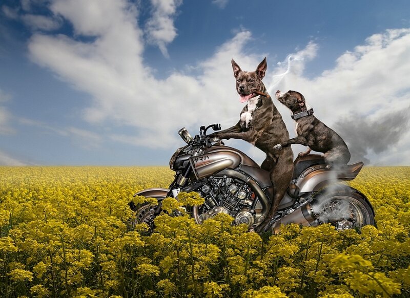 Two Dogs on Motorcycle