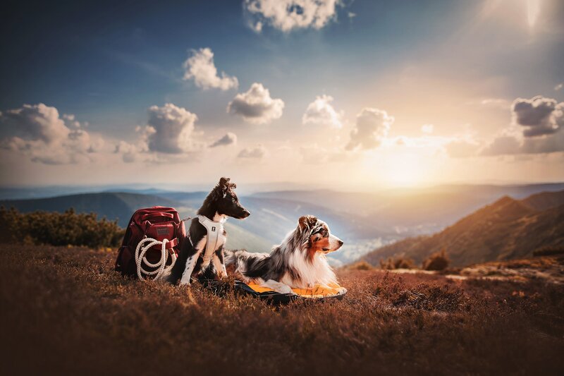 Two Dogs on Mountain