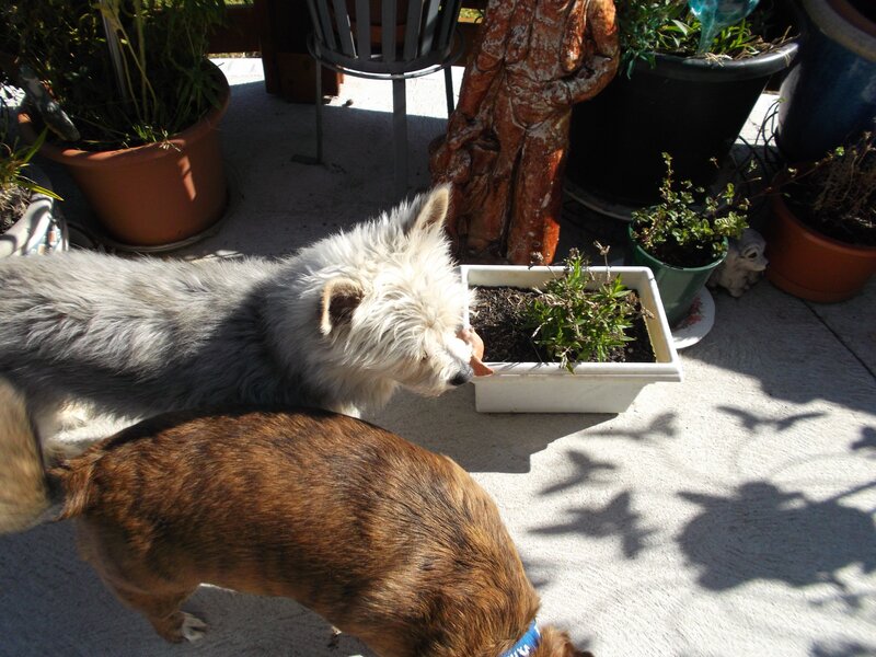 Two Dogs on Patio