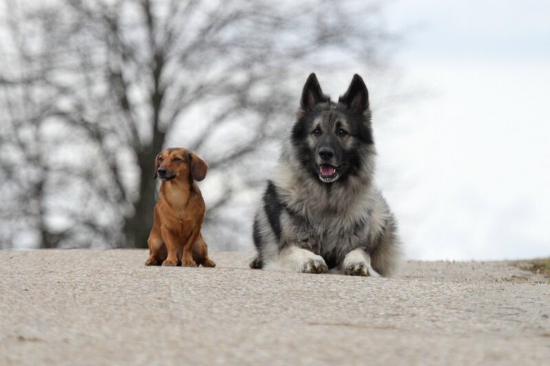 Two Dogs on Pavement