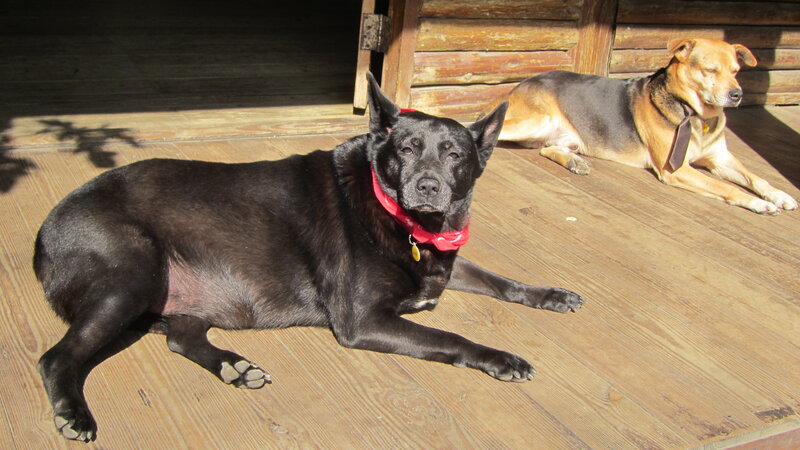 Two Dogs on Porch
