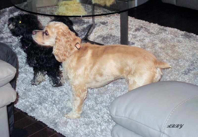 Two Dogs on Rug — Gray