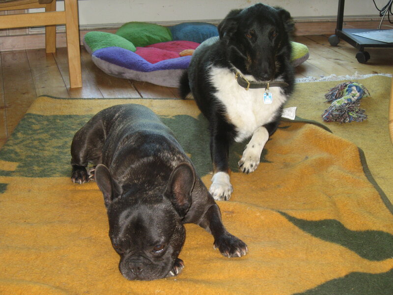 Two Dogs on Rug