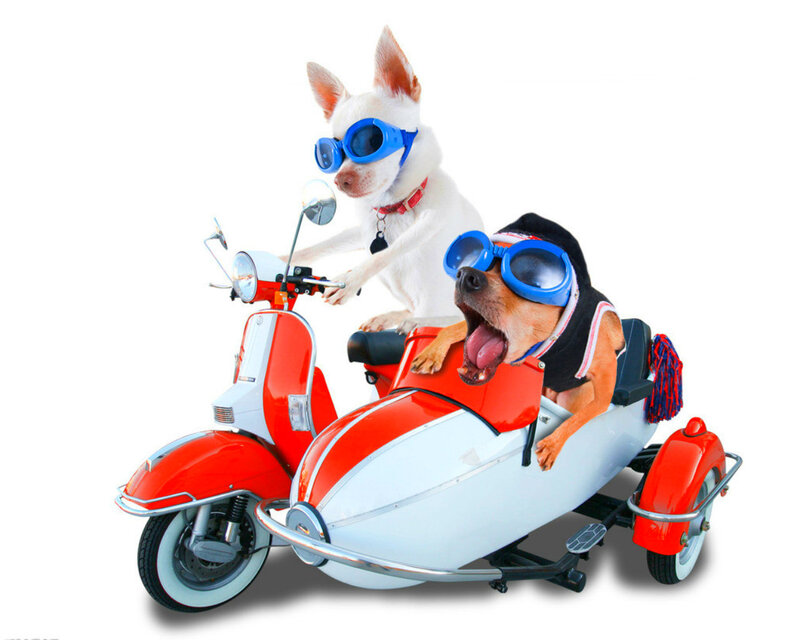 Two Dogs on Scooter