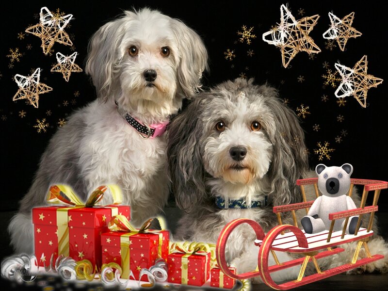 Two Dogs on Sleigh