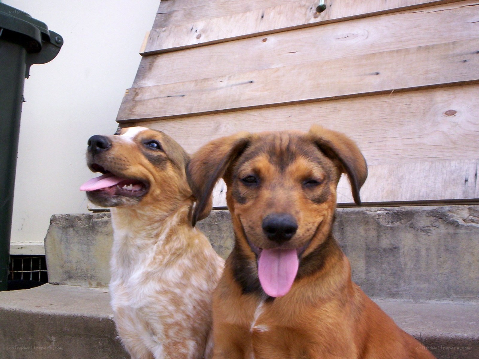 two dogs on steps