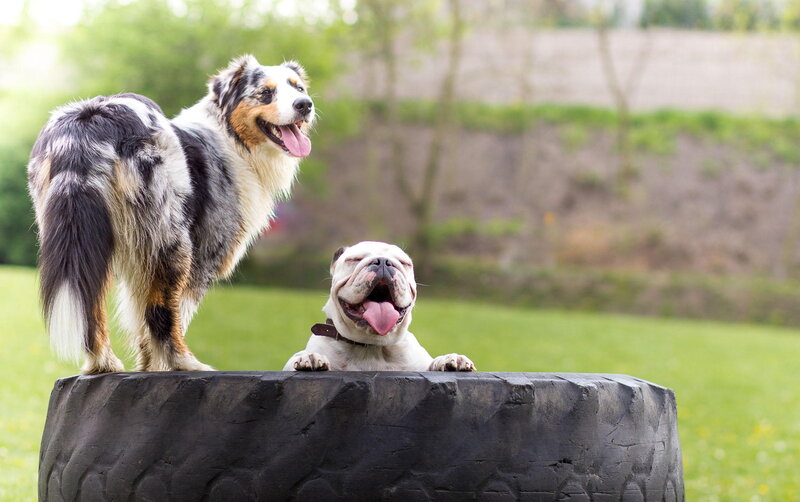 Two Dogs on Tire