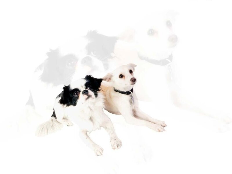 two dogs on white background