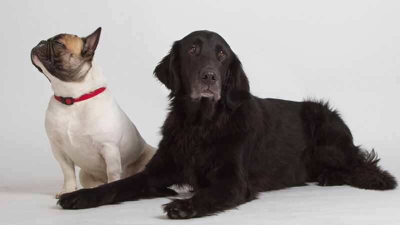 Two Dogs on White