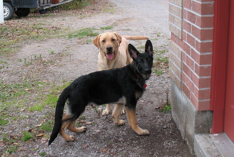 Two dogs outdoors near a building