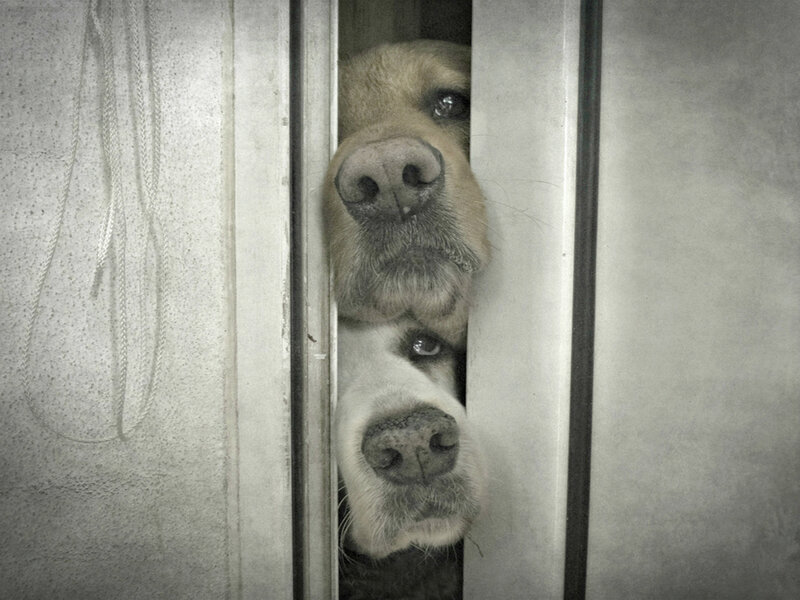 Two Dogs Peeking Through Door