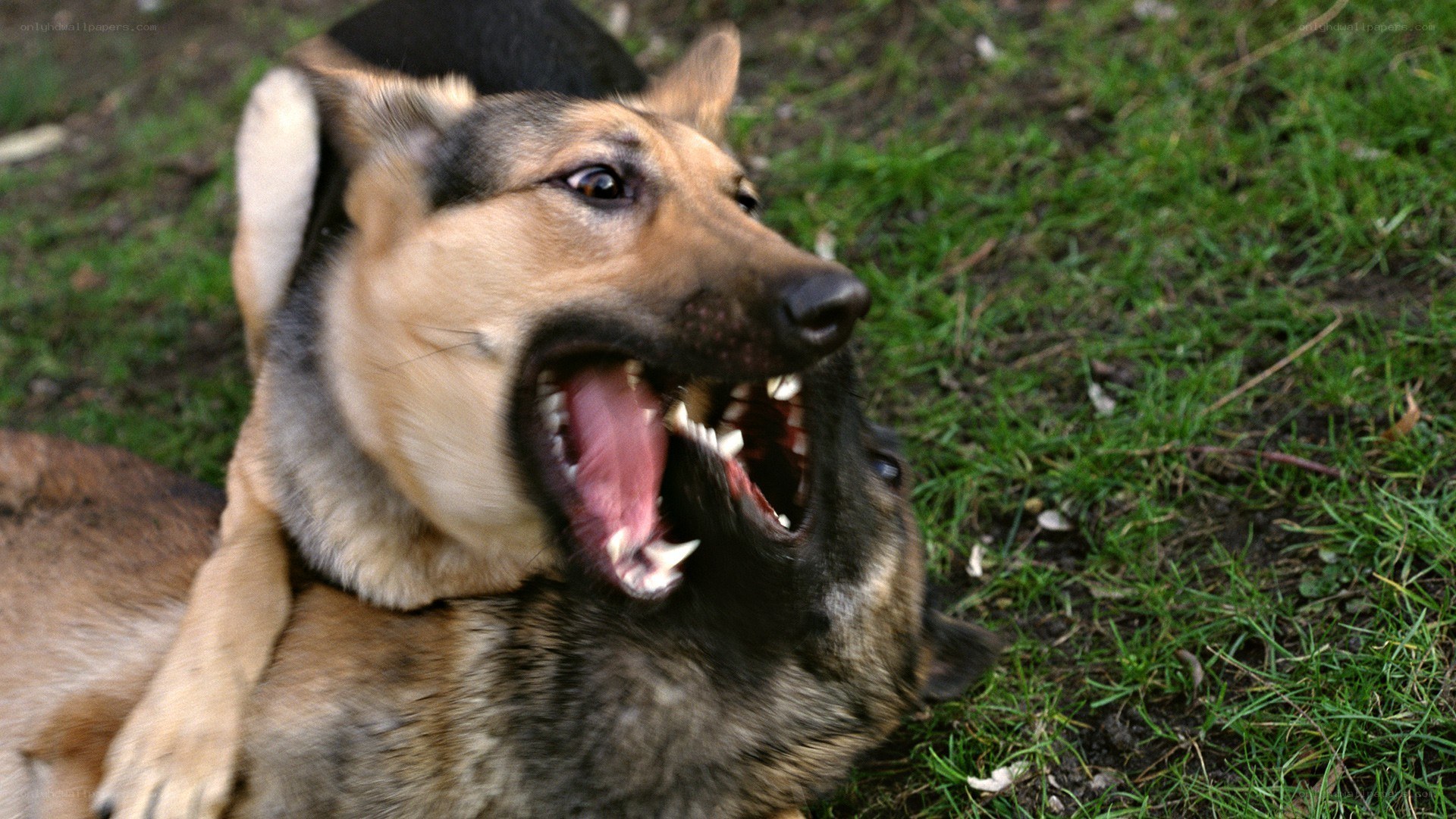 two dogs playing aggressively