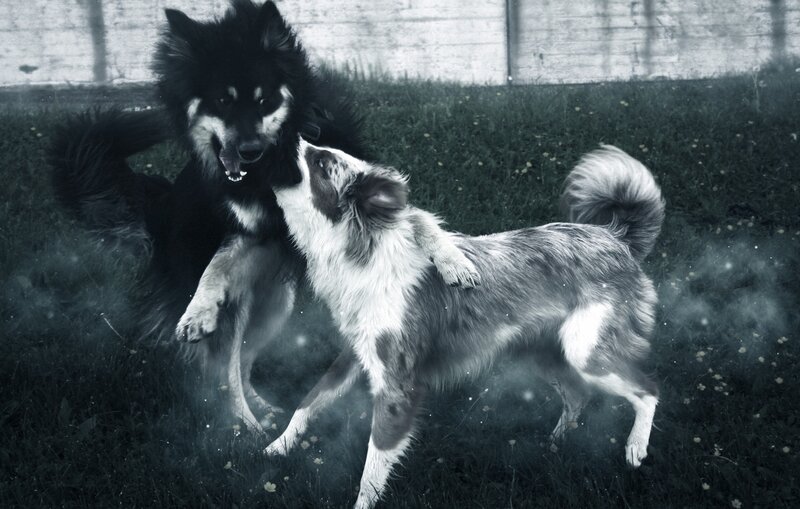 Two Dogs Playing — Black, Dynamic