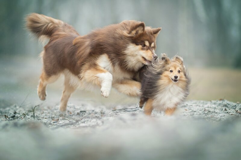 Two Dogs Playing — Brown, Playful, Photograph