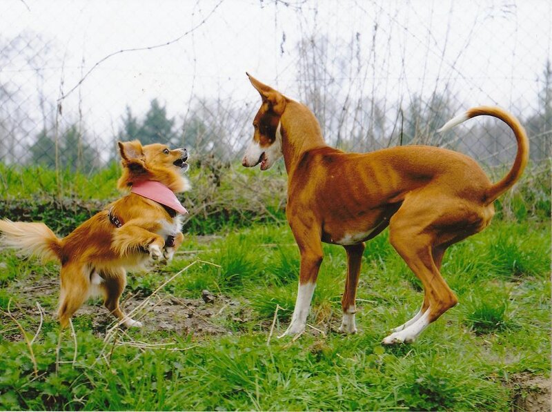 Two Dogs Playing — Brown, Playful, Spring