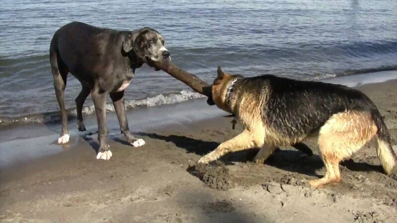 Two Dogs Playing — Brown, Playful