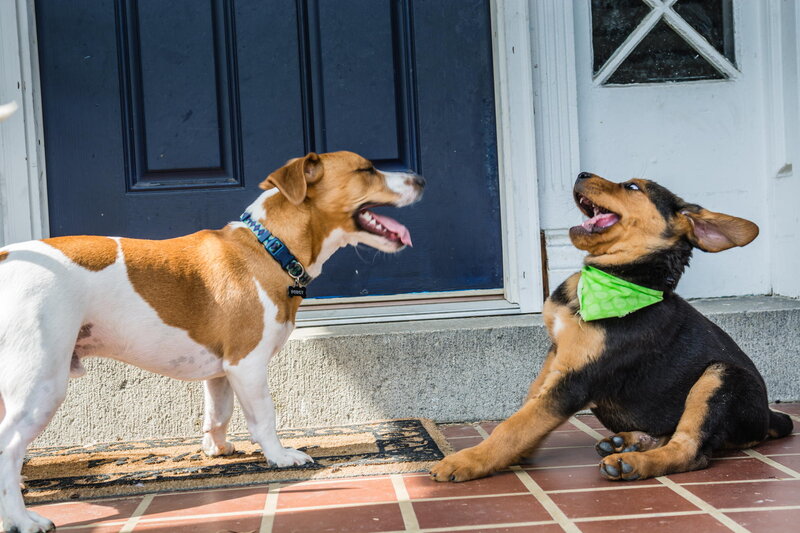 Two Dogs Playing — Brown