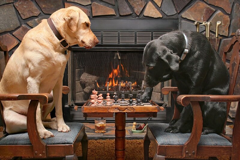 Two Dogs Playing Chess