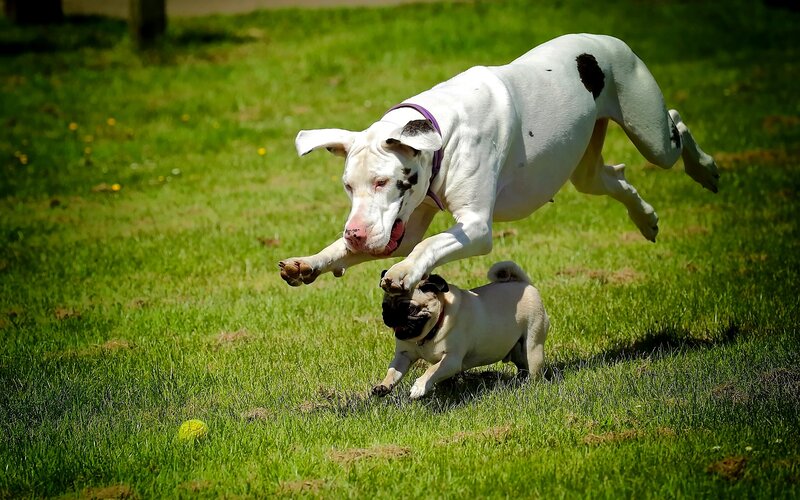 Two Dogs Playing — Green, Active, Afternoon