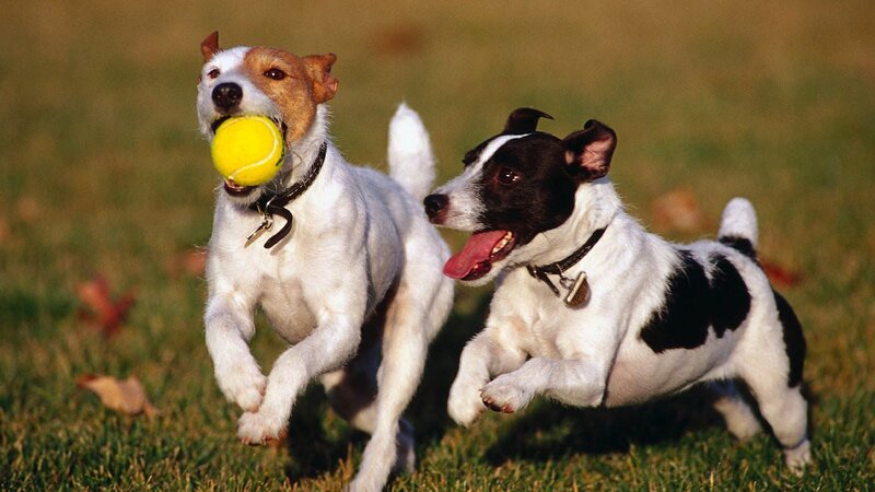 Two Dogs Playing — Green, Active