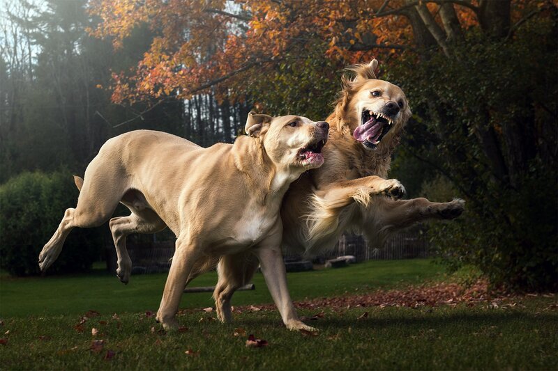 Two Dogs Playing — Green, Dynamic